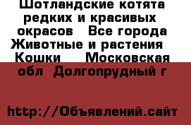 Шотландские котята редких и красивых  окрасов - Все города Животные и растения » Кошки   . Московская обл.,Долгопрудный г.